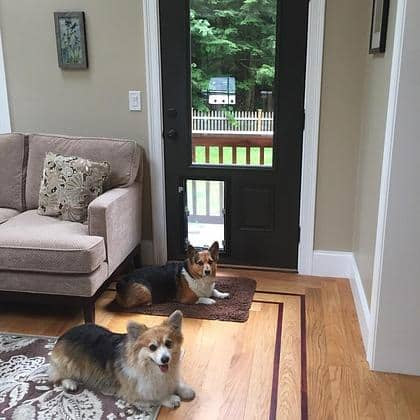 Two dogs looking out through a Hale door installed in an exterior door